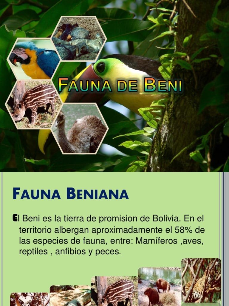 La importancia de cuidar la naturaleza en Riberalta